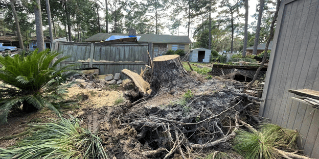 Swell Emergency Tree Removal Service