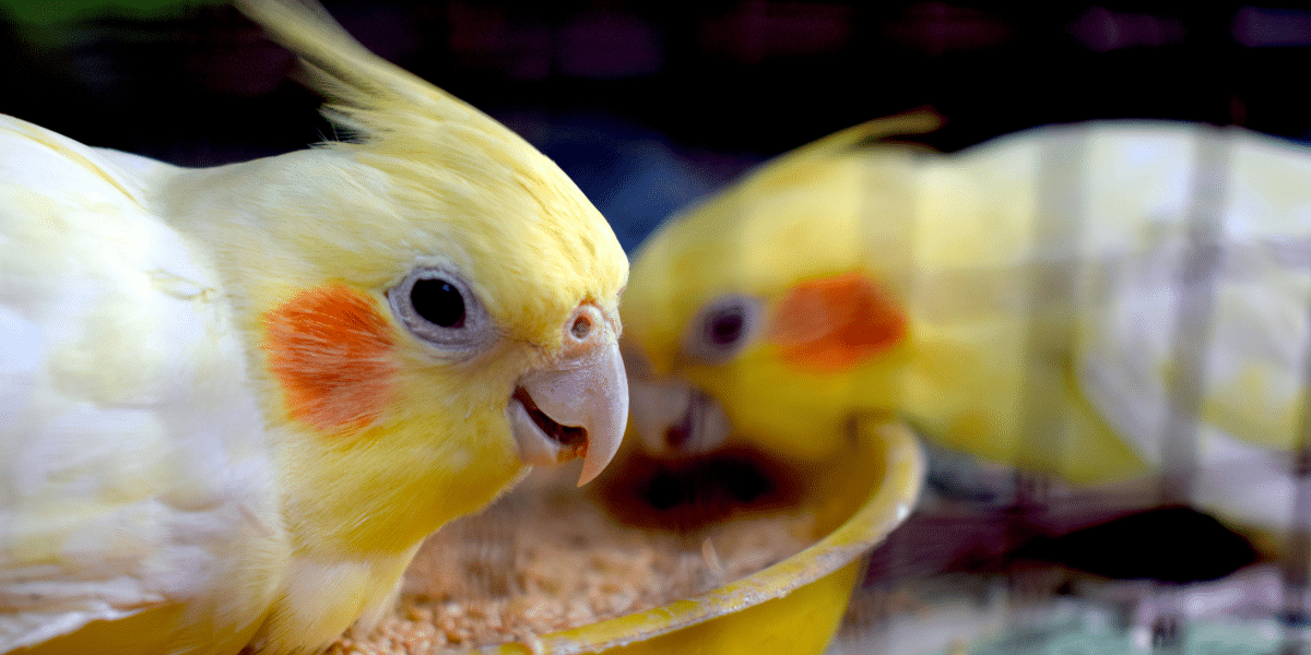 Feathered Friends: A Guide to Caring for a Pet Cockatiel