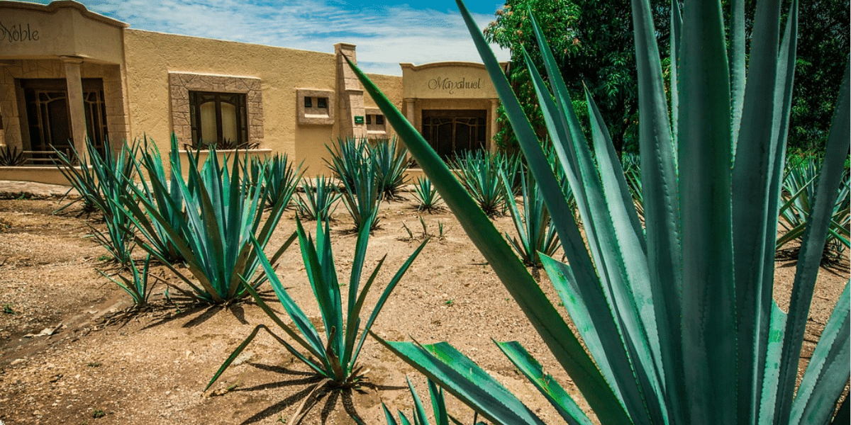 Tequila Tim Demystifies the World of Agave Spirits