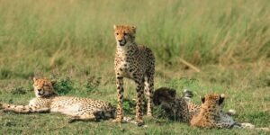 The Art of Nature’s Chorus: Incorporating Animal Sounds into Music