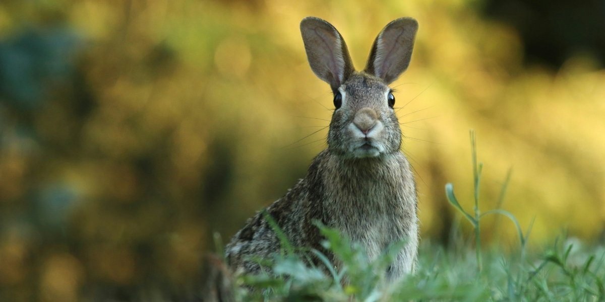 New York Reports Fourth Rabbit Fever Case as Health Concerns Rise